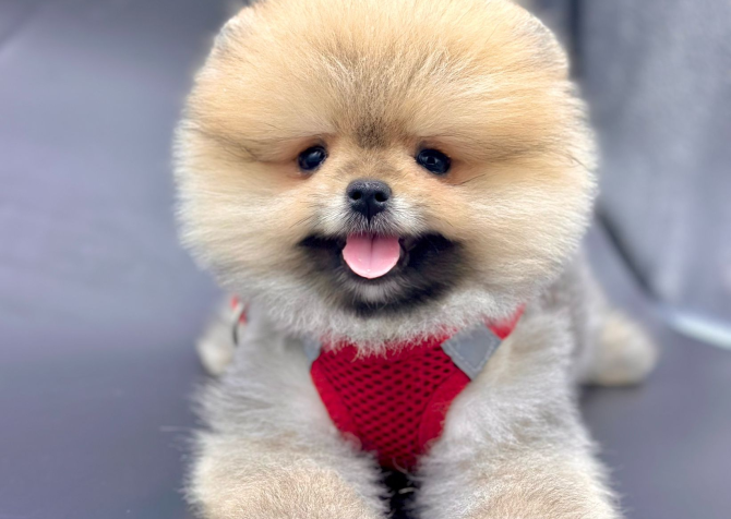 Pomeranian Boo